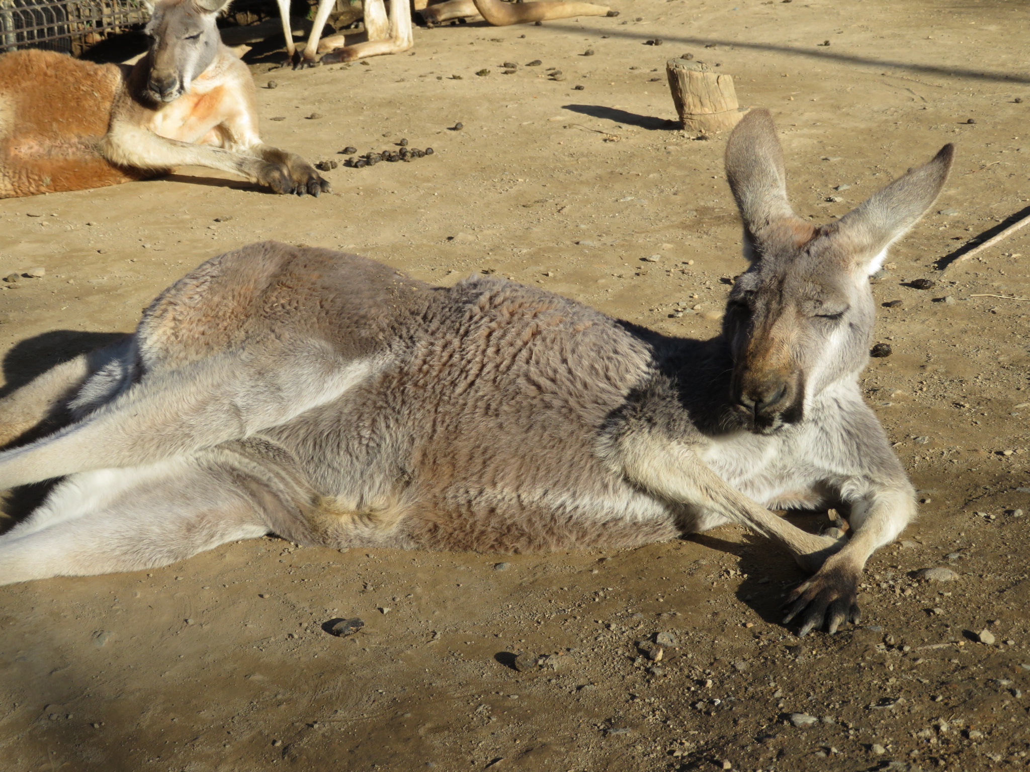 群馬サファリパークの珍しいカンガルー