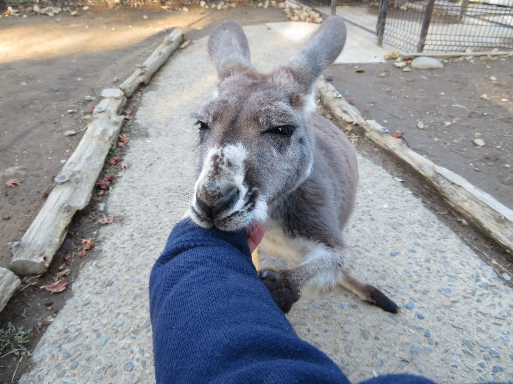 群馬サファリパークの珍しいカンガルー